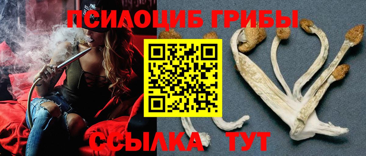 Галлюциногенные грибы Psilocybe Долгопрудный